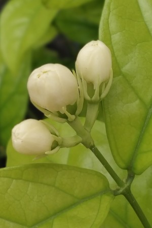 Jasmine Fragrance   